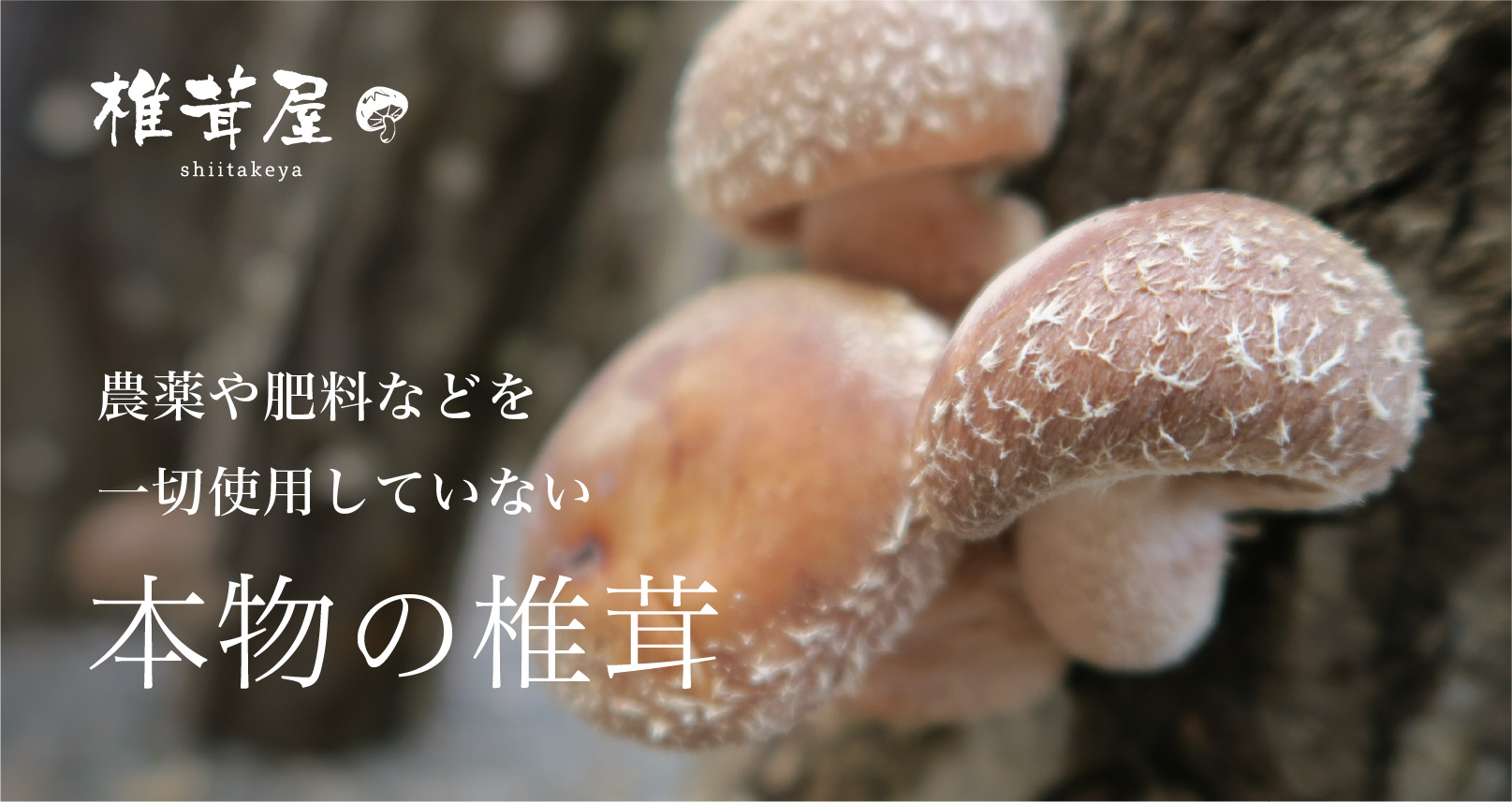椎茸屋 | 奥大山の美味しいシイタケ